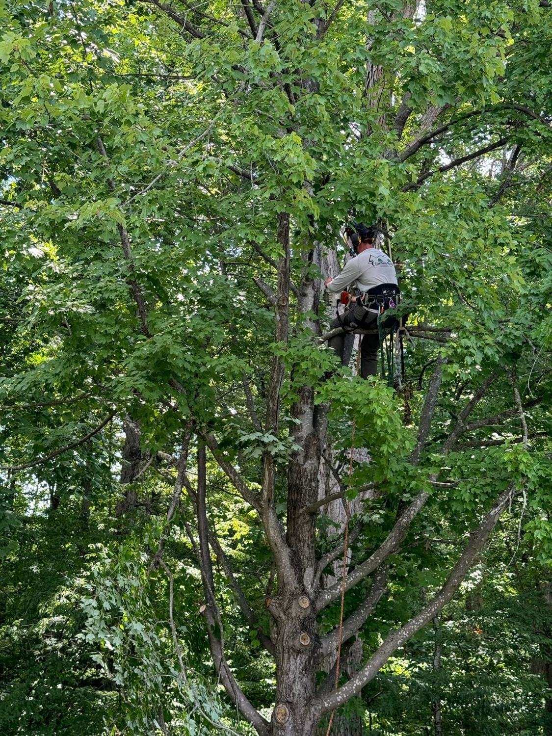 Cardinal Ridge arborist working high in a mature maple in Loudoun County, Virginia