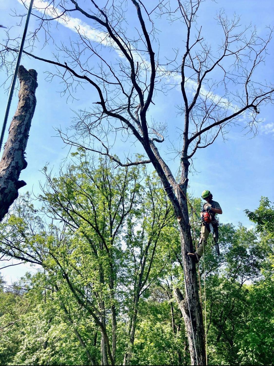 Climber rigging a tree for safe sectional removal