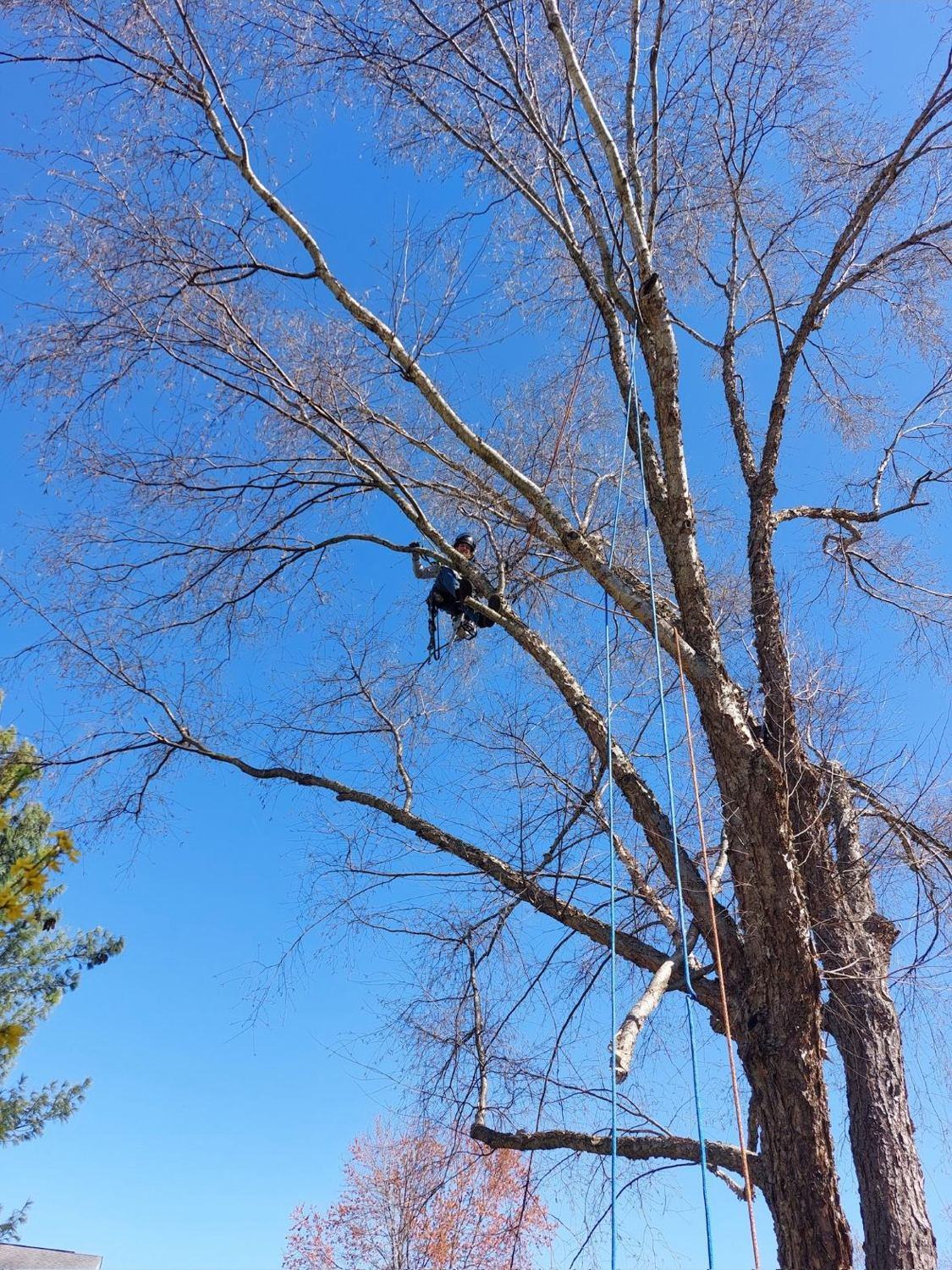 Crown pruning of a mature tree