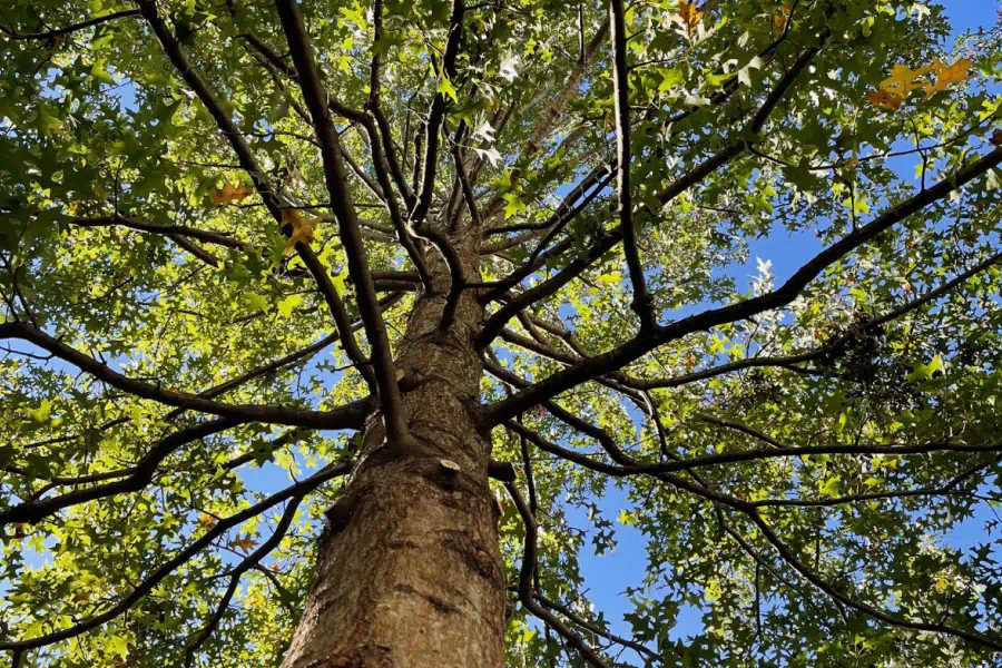 view under a huge tree and branches